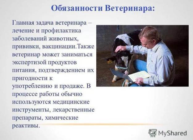 Обязанности ветеринара