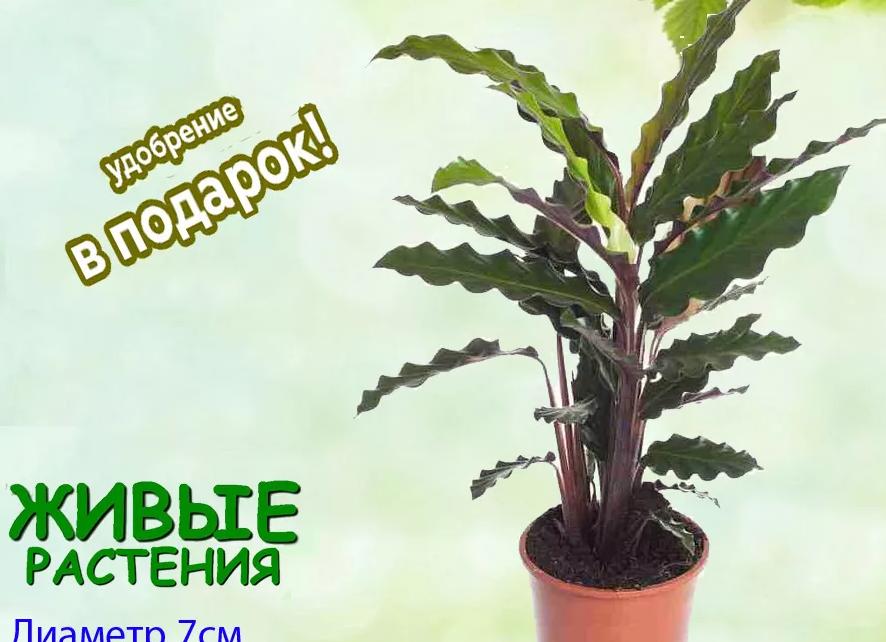 Какая температура должна быть в магазине