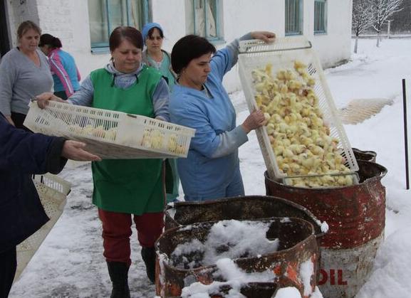 Уничтожение на Курской птицефабрике