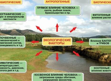 Что относится к биологическим факторам