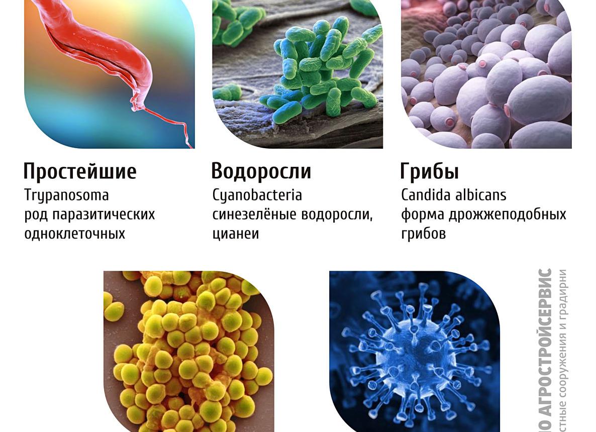Бактерии для очистных сооружений сточных вод