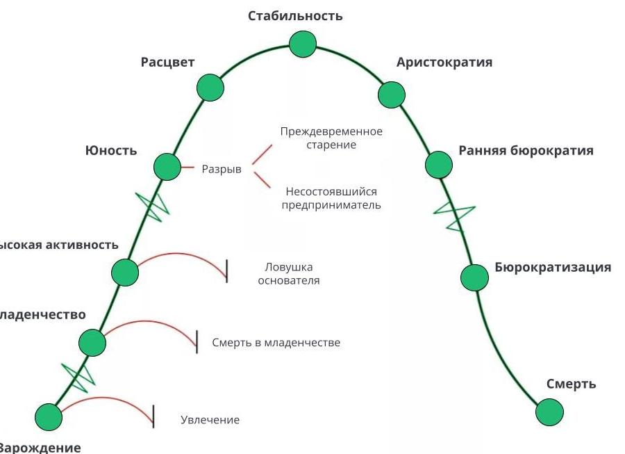 Стадии развития организации